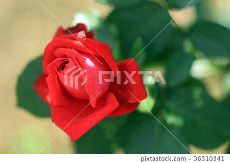 Rose flower 18 36510341