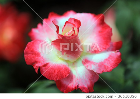 Rose flower 24 Rose flower 24 36510356