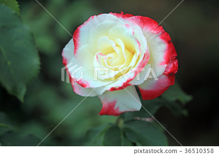 Rose flower 25 Rose flower 25 36510358