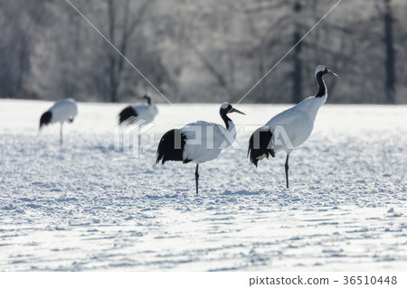 Tan Chou Tsurui Village等著有朋友 36510448