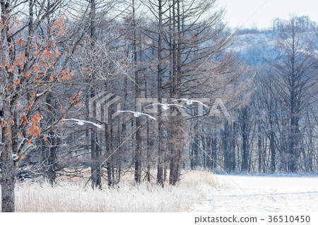 登陸在哺養的駐地的起重機著陸 36510450