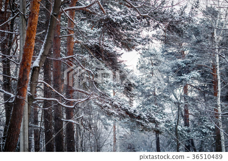 Picture of pine in frost 36510489