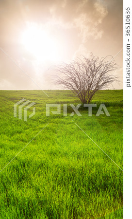 field with green grass and tree 36510636