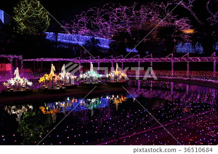 Winter illumination Kanagawa prefecture Winter illumination Kanagawa prefecture 36510684
