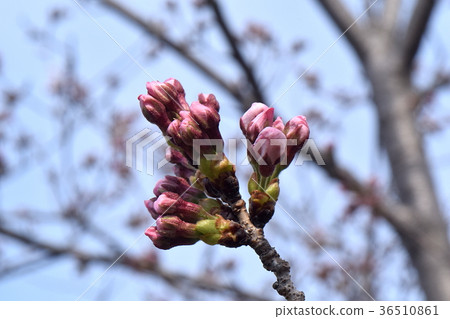 Bud Bud 36510861