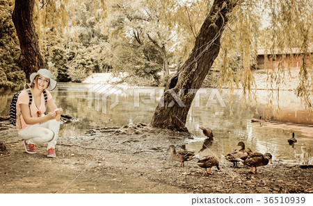 Woman is feeding the group of duck in park Woman is feeding the group of duck in park 36510939