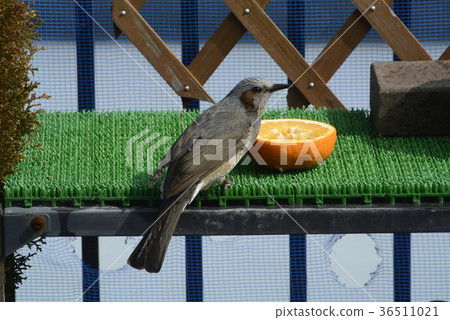 餵養白尾小雞 餵養白尾小雞 36511021