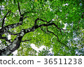 森林 36511238