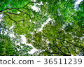 森林 36511239