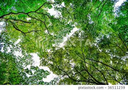 森林 森林 36511239