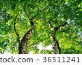 森林 36511241