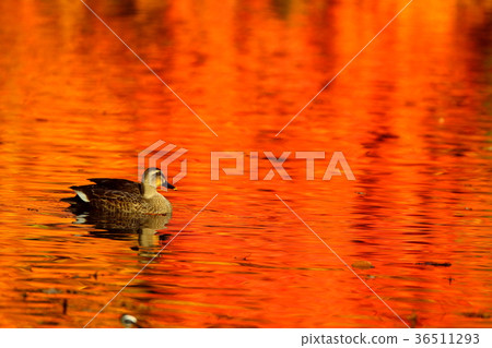 Maple and water duck 36511293