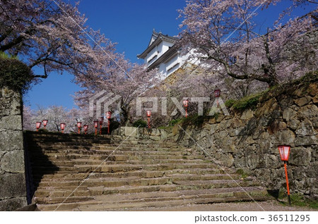 Tsuruyama Park (Tsuyama Castle Fort), a famous spot of cherry blossoms in Tsuyama City, Okayama Prefecture: The restored Binaka Pass Tsuruyama Park (Tsuyama Castle Fort), a famous spot of cherry blossoms in Tsuyama City, Okayama Prefecture: The restored Binaka Pass 36511295