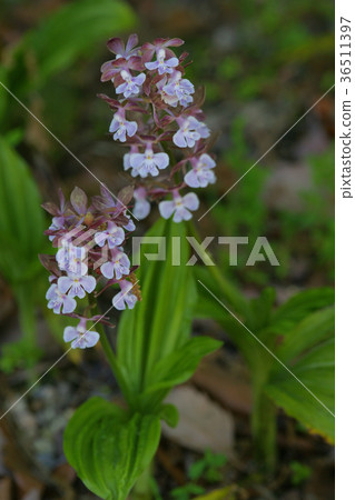 Honeymoon Honeymoon 36511397