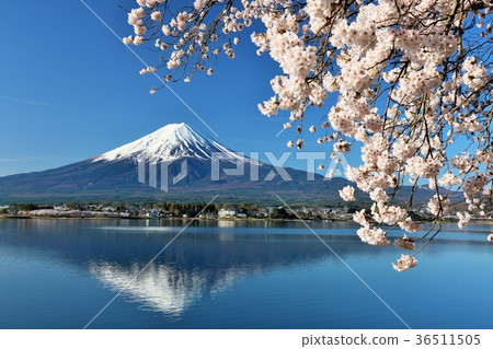 日本的春天富士和櫻花 36511505