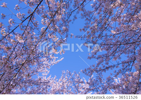櫻花和天空 36511526