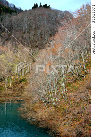 秋天湖的Hosen秋田縣 36511571