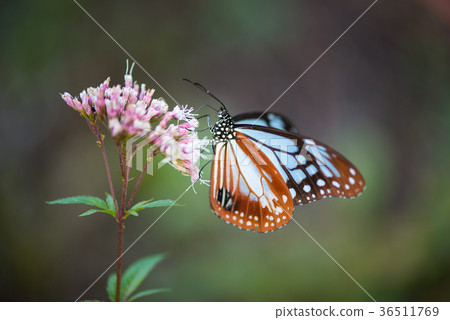 Asagi madara Asagi madara 36511769