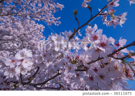 櫻花和天空 36511975