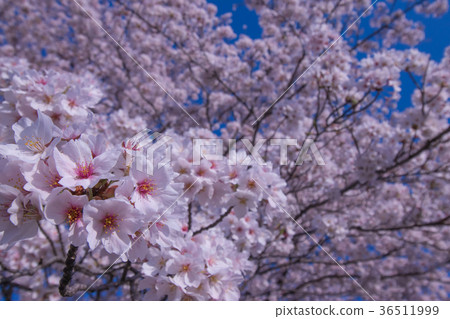 Sakura and sky 36511999