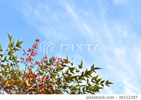 南天(南天) 南天(南天) 36512307