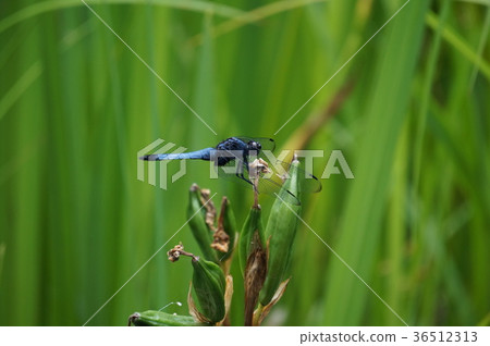 椰子殼 椰子殼 36512313