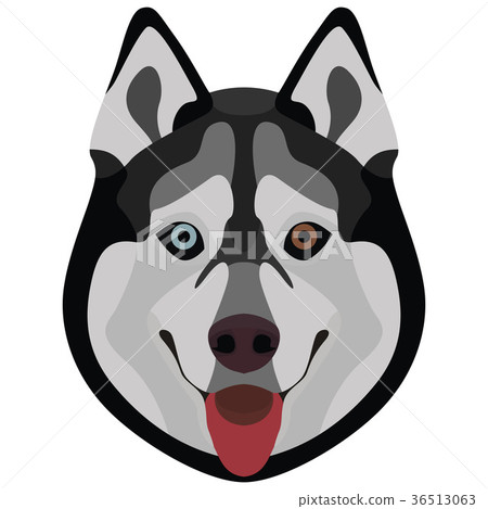 Illustration Dog Husky 36513063