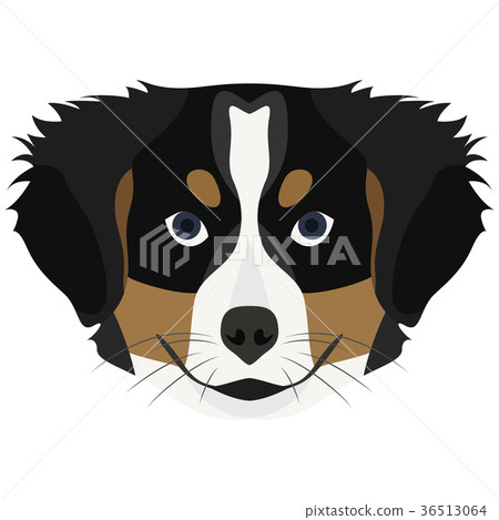 Illustration Dog Bernese Mountain Dog 36513064