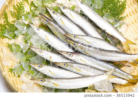 Kamus fish Kamus fish 36513942