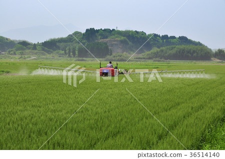 Disinfection scenery of wheat field 36514140