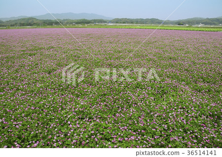  Renge field 36514141