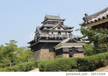 National Treasure-Matsue Castle National Treasure-Matsue Castle 36514304