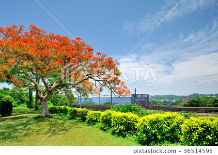 Asia, Taiwan, Miaoli County, Qiqiao Township, Phoenix Flower, Phoenix Tree, Railway, Railway, Train Asia, Taiwan, Miaoli County, Qiqiao Township, Phoenix Flower, Phoenix Tree, Railway, Railway, Train 36514595