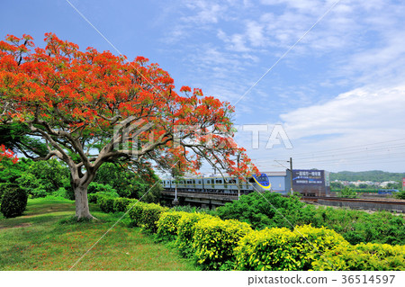 Asia, Taiwan, Miaoli County, Qiqiao Township, Phoenix Flower, Phoenix Tree, Railway, Railway, Train Asia, Taiwan, Miaoli County, Qiqiao Township, Phoenix Flower, Phoenix Tree, Railway, Railway, Train 36514597