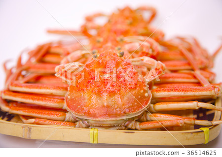 雪蟹女性成分 36514625