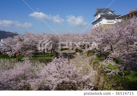 "Okayama prefecture cherry blossom viewing site" Tsuruyama park (Tsuyama castle toe) ": Bikanaru 36514715