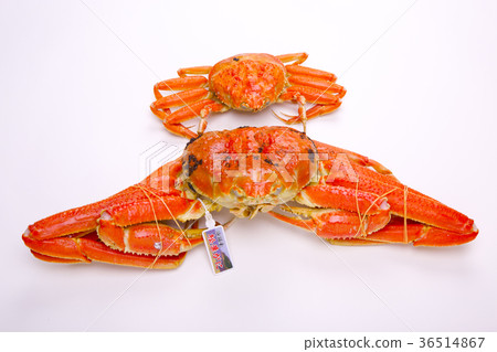 松葉蟹成分 36514867