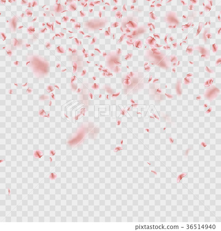 Scattered Sakura petals on transparent background 36514940