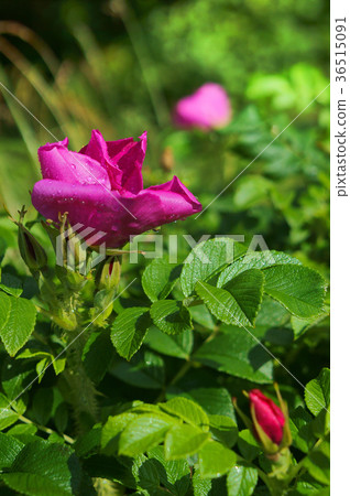 blooming rose, a crimson rose hips 36515091