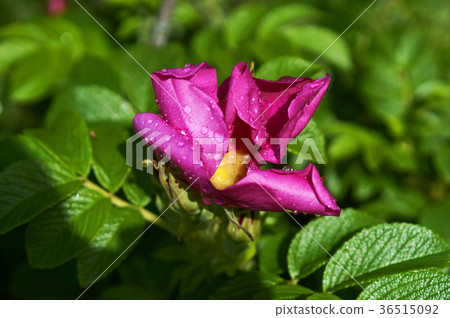 blooming rose, a crimson rose hips blooming rose, a crimson rose hips 36515092