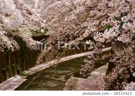 Ishigami Igawa in spring 36515423
