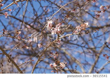 冬天在天堂 冬天在天堂 36515541