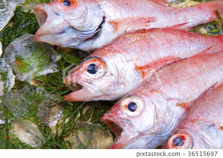 Nodoguro成分 36515697