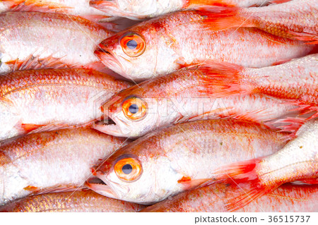 Nodoguro成分 36515737