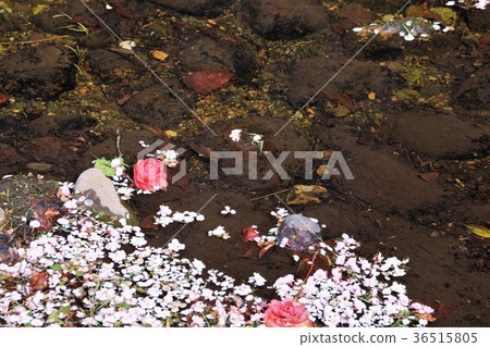 Petal floating on the surface Petal floating on the surface 36515805