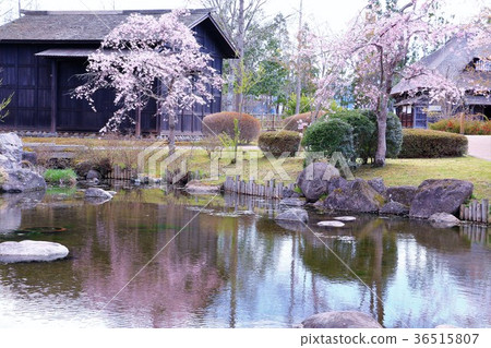 Old private house and the fallen cherry blossoms of the waterside 36515807