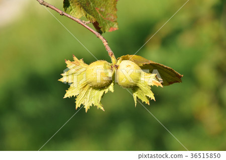 Green fresh hazelnut 36515850
