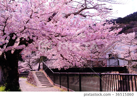 櫻花盛開在Yamashina疏水（Yamashina-ku，Kyoto） 36515860