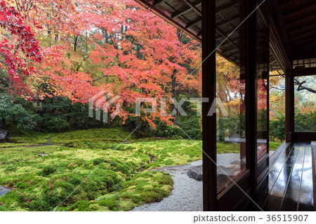 Authority Rurikoin 36515907