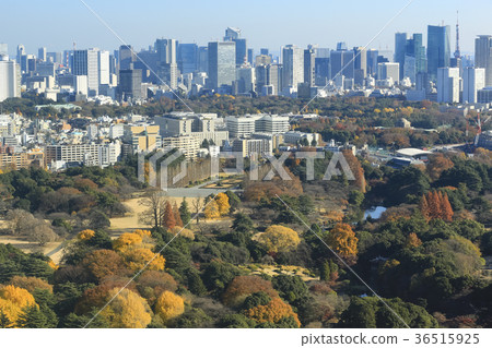 Tokyo view Autumn (from Shinjuku to Shinbashi and Toranomon) 36515925